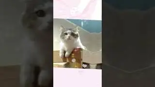 Моя любимая кошечка🥰. 