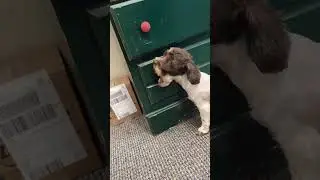 Jasper aint playing with them toys today.  #youtubeshorts #funny #trending #dog #doglover