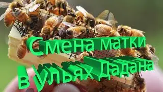 Профессор Кашковский: Смена маток в ульях Дадана