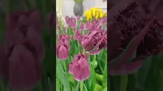 #весна #тюльпаны #понимаешь #цветы #красота #растения #санктпетербург