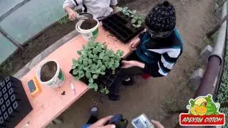 Прививка арбуза на тыкву 06 05 20015