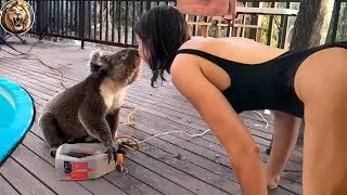 Animals Reunited With Owners After Years!#14| D-Animals Grow Up
