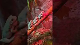 Телеграм и инста в шапке канала