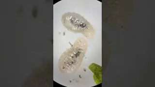 ЛИЧИНКИ МУРАВЬЕВ