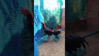 សែនរ័ក