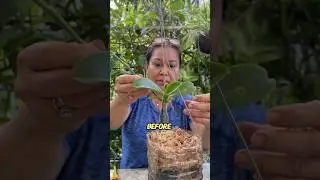 Check out how easy it is to propagate an orchid plant! 