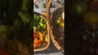 Garden harvest #harvest #gardenharvest #homegardening #growyourownfood #harvest#garden #homegrown