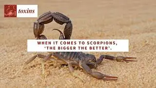 Researchers show the smaller the scorpion, the deadlier