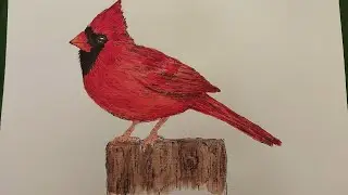 Ink and Wash  watercolor Red Cardinal. @Artandcraftbyshakira