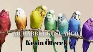 Kesin Ötecek Dişi Muhabbet Kuşu