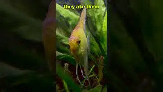 Man Vs. Angelfish Results!