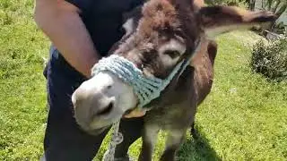 CASTRATION OF THE DONkey MARCO || Horses, Donkeys and Katrin