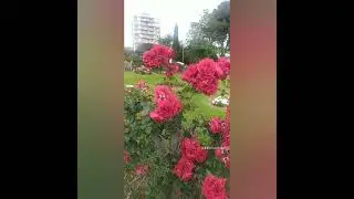 Цветочные ароматы. Аромастилистика