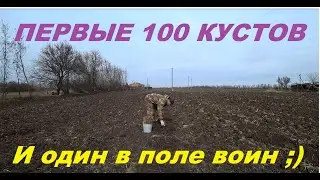 62. КУПИЛИ УСАДЬБУ, ВОССТАНАВЛИВАЕМ!  Закладка виноградника. Часть вторая.
