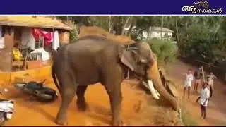 ഇടഞ്ഞ ആന ആനപ്പുറത്തിരുന്ന കണ്ണൻ എന്ന പാപ്പാനെ കൊല്ലുന്നു | Elephant attack video in kerala