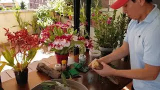 Como montar una orquidea en un tronco Y preparacion del tronco