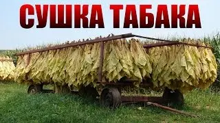 СУШКА ТАБАКА |  ТАБАК  | ТАБАК ОТ А ДО Я