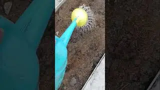 What to plant after harvesting garlic?