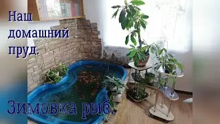 Наш домашний пруд .  Зимовка рыб - карпов кои . 