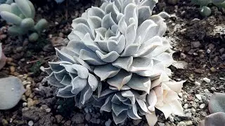 Succulent 09/03/2023