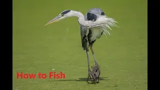 Gone Fishing