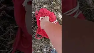 Berkebun Kelapa Sawit