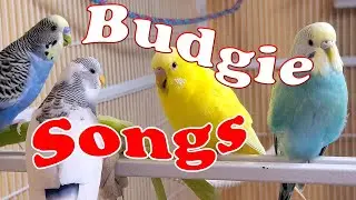 Bird Watching TV For Cats 8 Hr, Cat Watching Birds : Cat Bird TV Videos, Keep cats occupied.