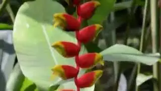 Ферма Бабочек (Butterfly farm)