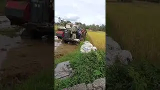 Sudah mulai panen sebagian warga #pertanihebat