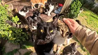 if you sit in the cat park you will be surrounded by cats really fast