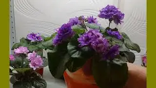 Фиалка Чернильница и другие. Спорт или сорт?