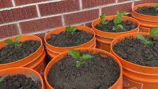 Honey Crisp apple seeding update July 30 2024