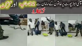 Khatoon Kay Saman Sey 22 Sanp or Aik Girgit Nikla || 22 Snakes, 1 Chameleon Found In Woman’s Luggage