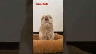 Así se ríe un conejo #reels
