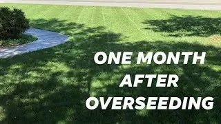OVERSEEDING FESCUE // RESULTS // MOWJOB