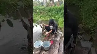 mandiin bahan bonsai loa baru dongkel #shorts