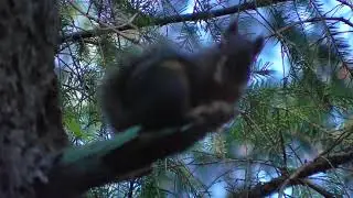 Squirreling around In Sammamish Washington