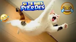 Los Momentos Más Graciosos de Perros y Gatos #Videosderisa #GatosGraciosos #Perrosbloopers