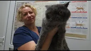 Как дать таблетку кошке, собаке хитростью. Советы ветеринара.