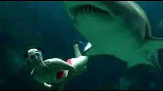 Sharks in Deep Trouble