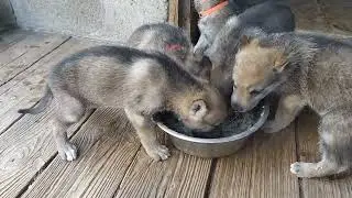 Первый прикорм. Аж за ушами трещит)))