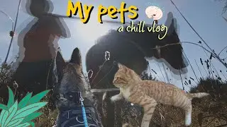 my cat is weird | vlog
