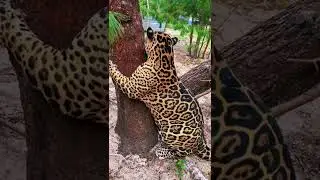 большая когтеточка для большой кошки