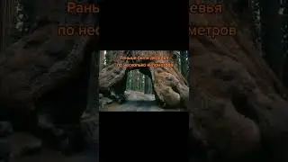 Деревья гиганты