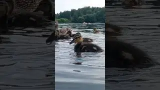Кто быстрее? Who is faster?