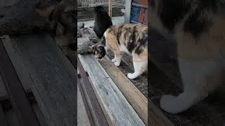 I made them a new sitting perch outside by the shed ... They seem to like it 😊