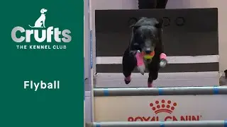 Flyball Semi-Finals & Final Part 1 | Crufts 2023