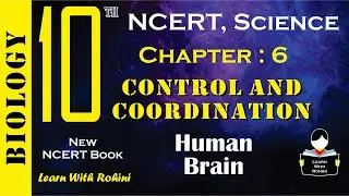 Control and Coordination | Chapter 6 | Human Brain | NCERT | Biology | Tamil