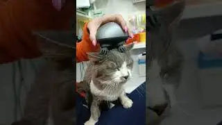 #кошачийкайф😃 #массаж #повтори #юлияветеринар