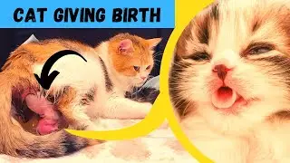 Cat Giving Birth for the First Time!